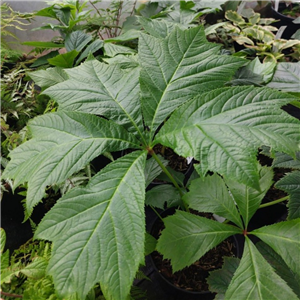 Rodgersia Podophylla